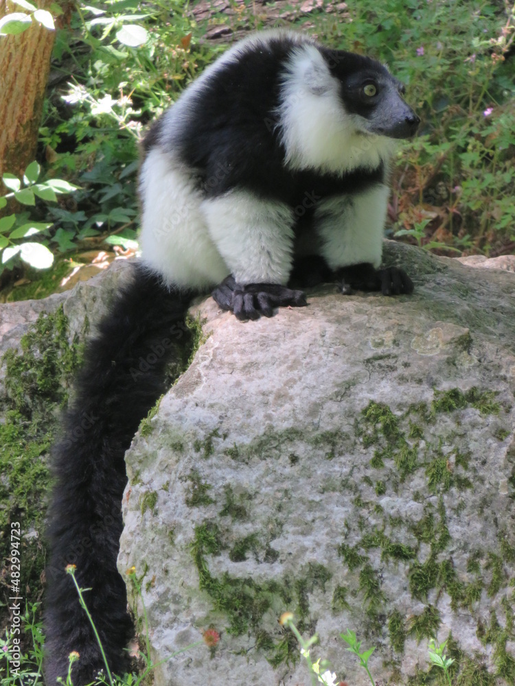 Obraz premium Lémurien