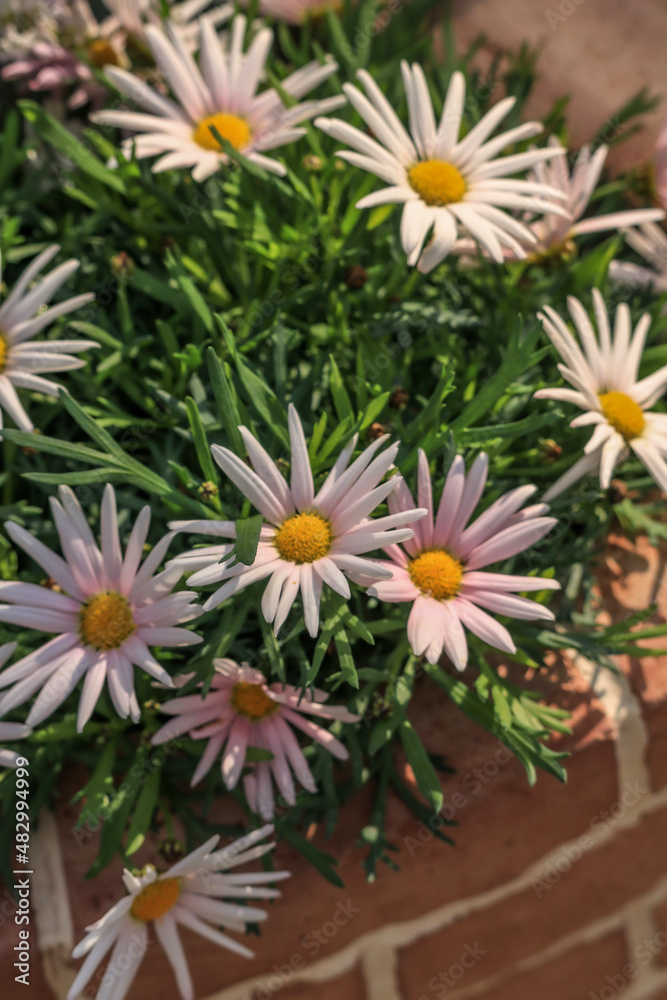 Obraz premium flowers in the garden