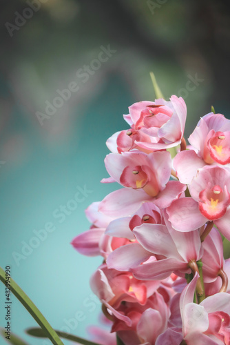 pink cymbidium close up