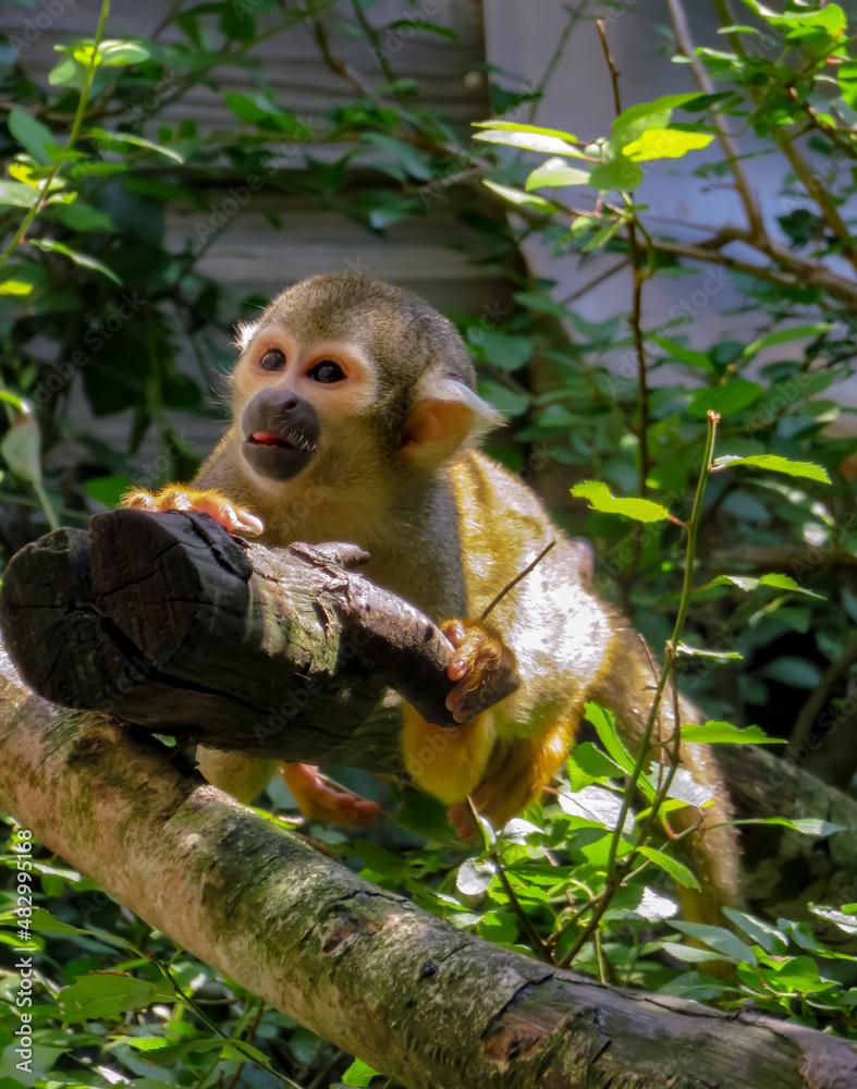 Obraz premium Saïmiri