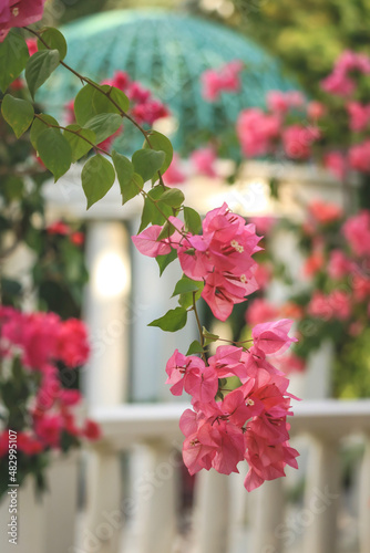 bowgainvillea flowers have bloomed 