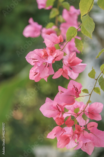 pink flowers in the garden