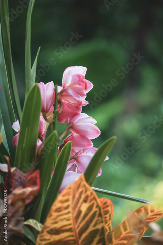 cymbidium in the garden