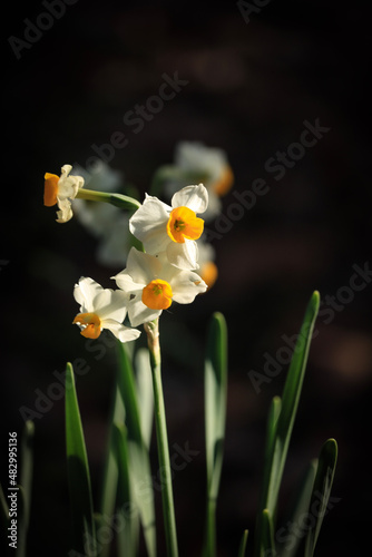 flowers in the field