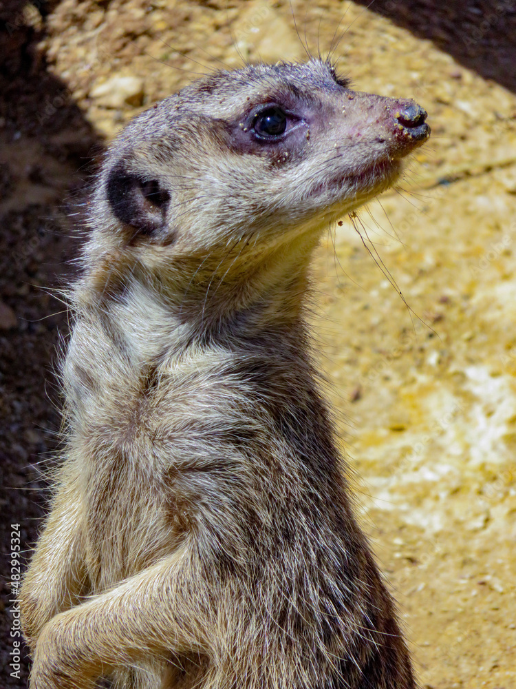 Fototapeta premium Suricate