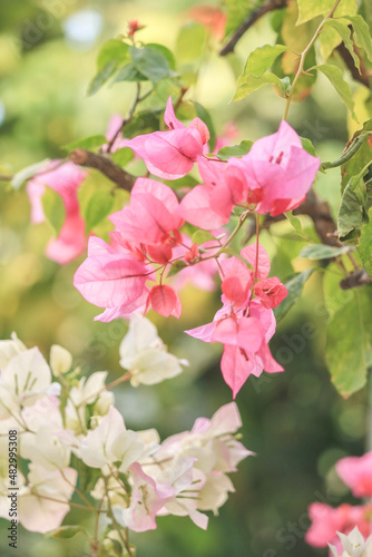 pink flowers have bloomed