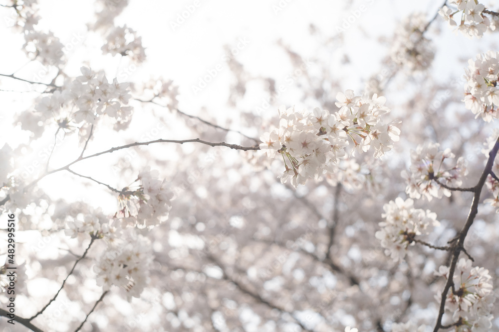 ソメイヨシノの桜の花が満開 春のお花見スポット 日本九州福岡県久留米市