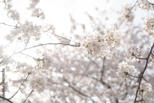 ソメイヨシノの桜の花が満開 春のお花見スポット 日本九州福岡県久留米市 © mm