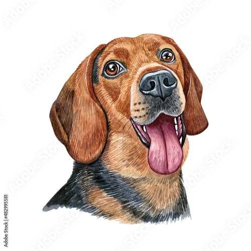 Watercolor illustration of a funny dog. Hand made character. Portrait cute dog isolated on white background. Watercolor hand-drawn illustration. Popular breed dog.