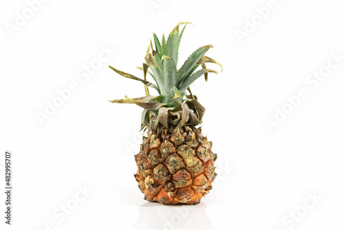 Old ugly moldy pineapple isolated on white background with reflection and shadow. Spoiled food.
