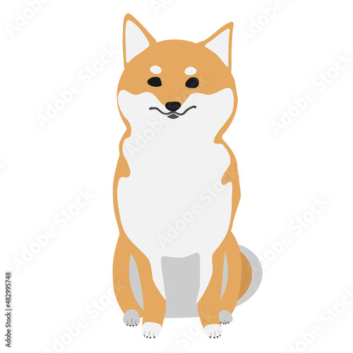 おすわりする柴犬