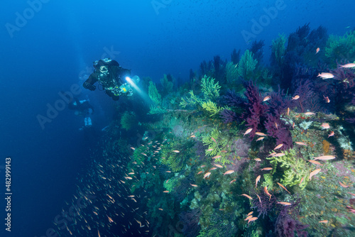 Diver sul relitto del Loredan con una distesa di paramuricee, nave affondata durante la seconda guerra mondiale, nei pressi di Cagliari