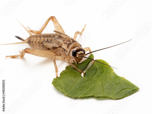 P1240094 house cricket, Acheta domesticus, eating a piece of lettuce, isolated cECP 2022 © Ernie Cooper
