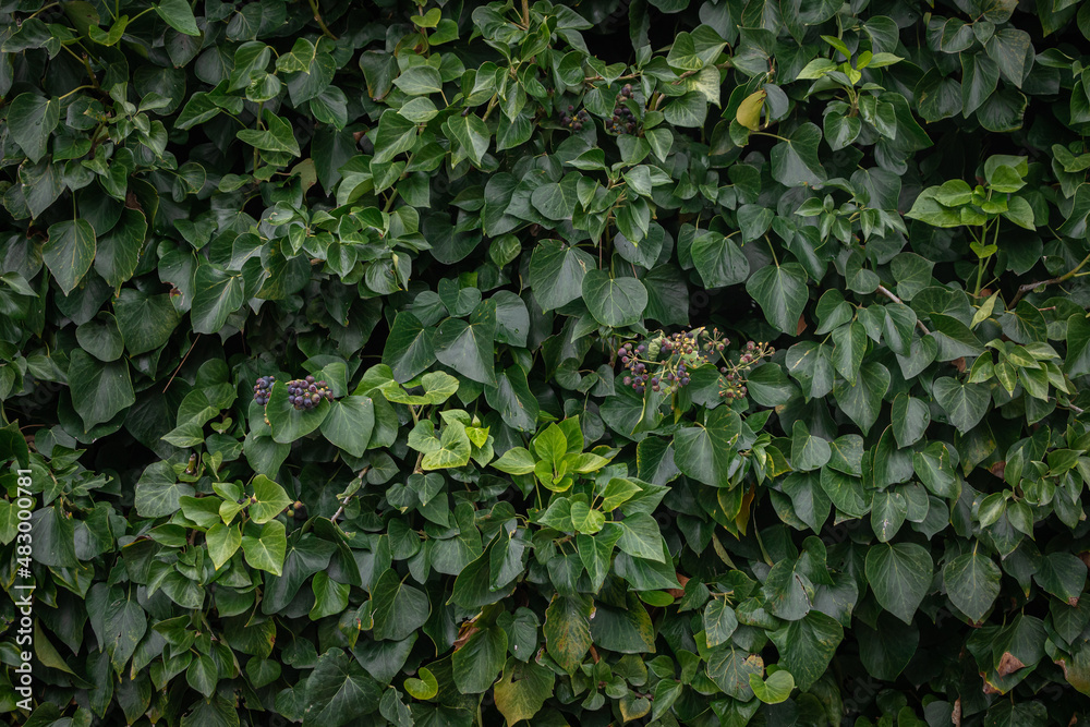 Close-up of a beautiful fresh bush branch with green leaves Close-up of a beautiful fresh bush branch with green leaves