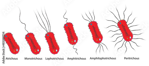 Fotografiet Types of flagellation in bacteria