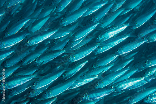 Fitto branco di sardine che formano un muro photo