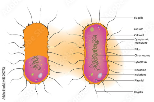 Peritrichous bacteria structure 