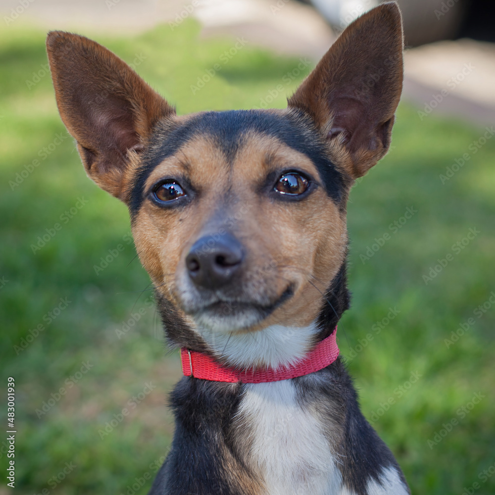 A clean and healthy dog looking to play with anyone who wants to join in. A clean and healthy dog looking to play with anyone who wants to join in.