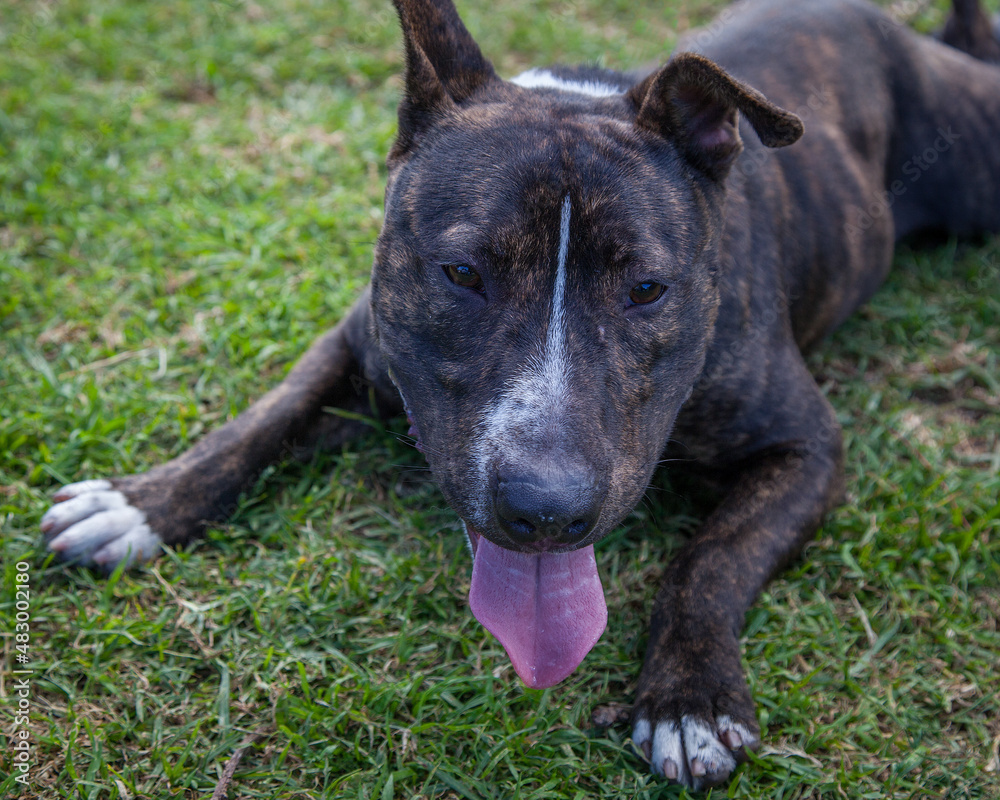 A clean and healthy dog looking to play with anyone who wants to join in. A clean and healthy dog looking to play with anyone who wants to join in.