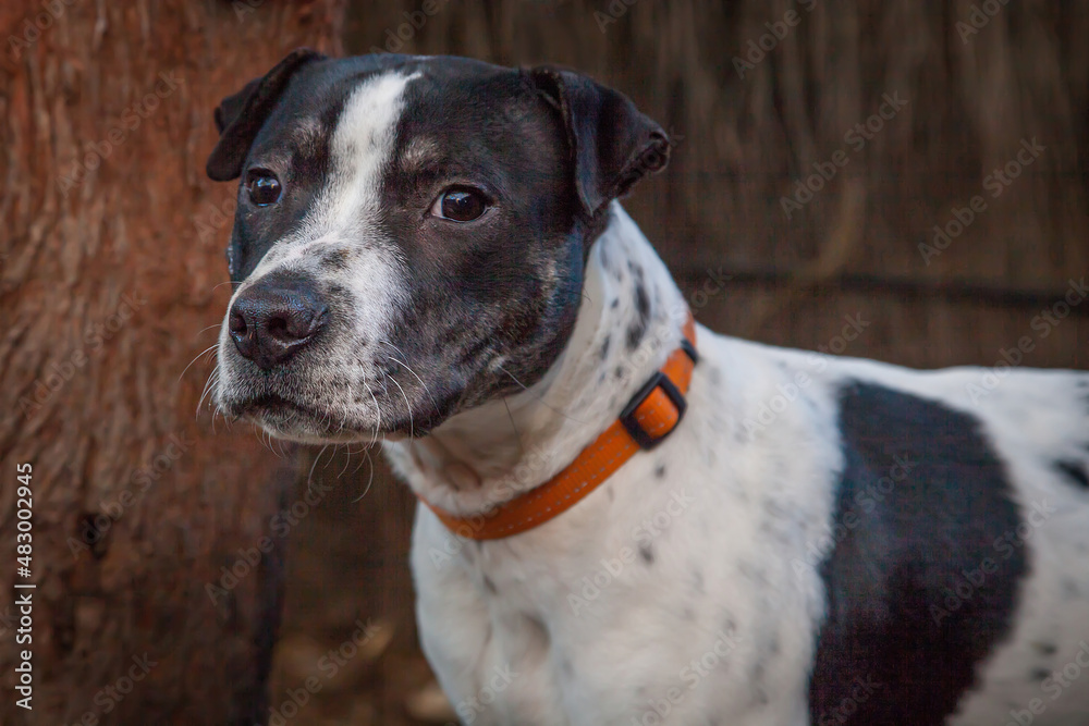 A portrait of a clean and healthy dog looking into the camera in an outdoor scene.