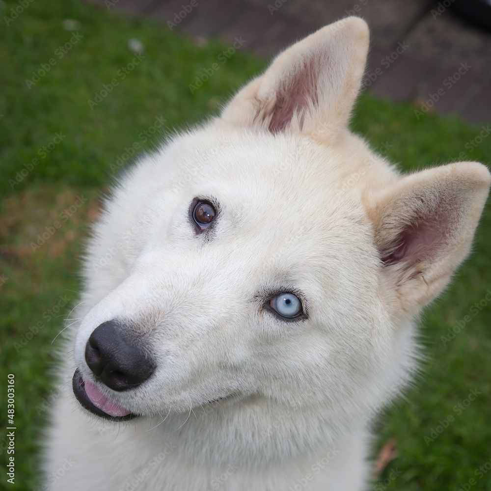 A clean and healthy dog looking into the camera in an outdoor scene. A clean and healthy dog looking into the camera in an outdoor scene.