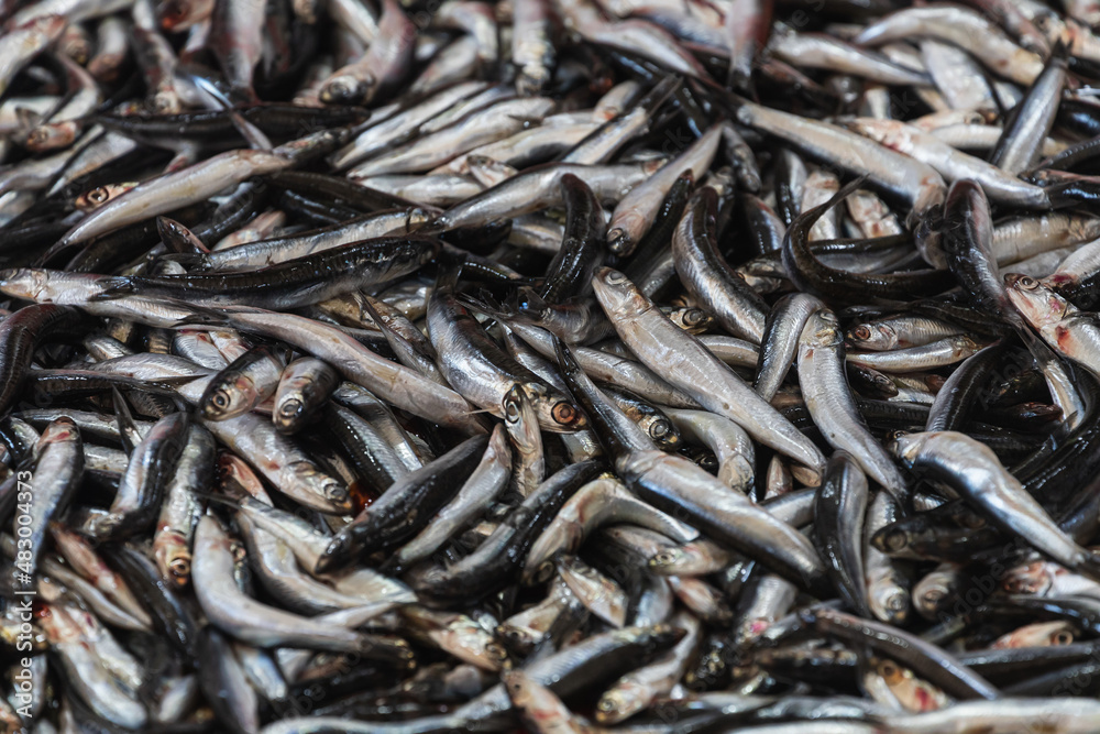 Close up, Fresh organic fishes sprat on ice on fresh market,  background. Sea fishes texture . A lot of organic sea sprat