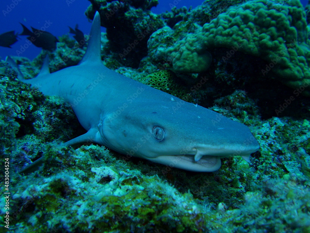 Fototapeta premium coral reef shark and fish 