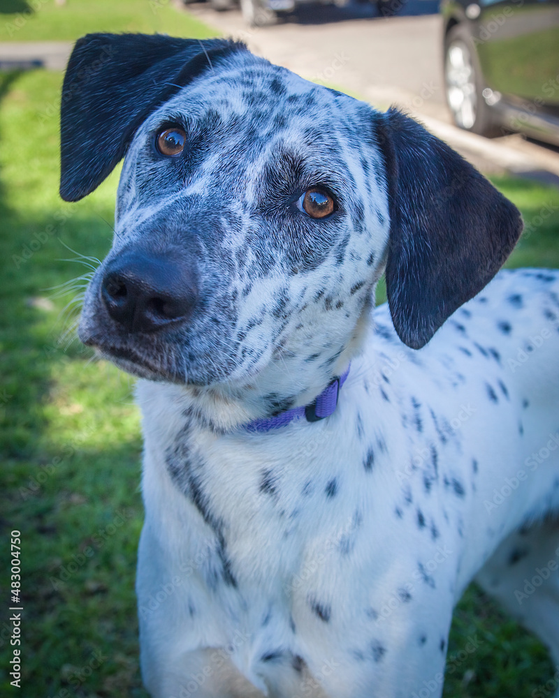A clean and healthy dog looking to play with anyone who wants to join in. A clean and healthy dog looking to play with anyone who wants to join in.