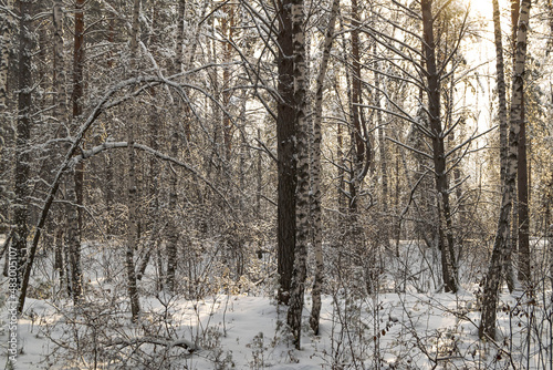 Pines and birches stand in white fur coats © Alexsandr