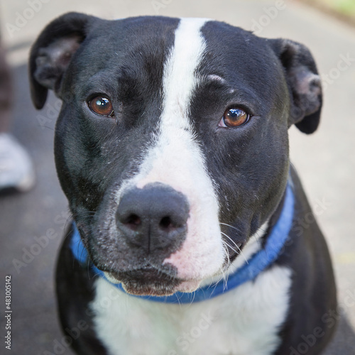 A clean and healthy dog looking to play with anyone who wants to join in.