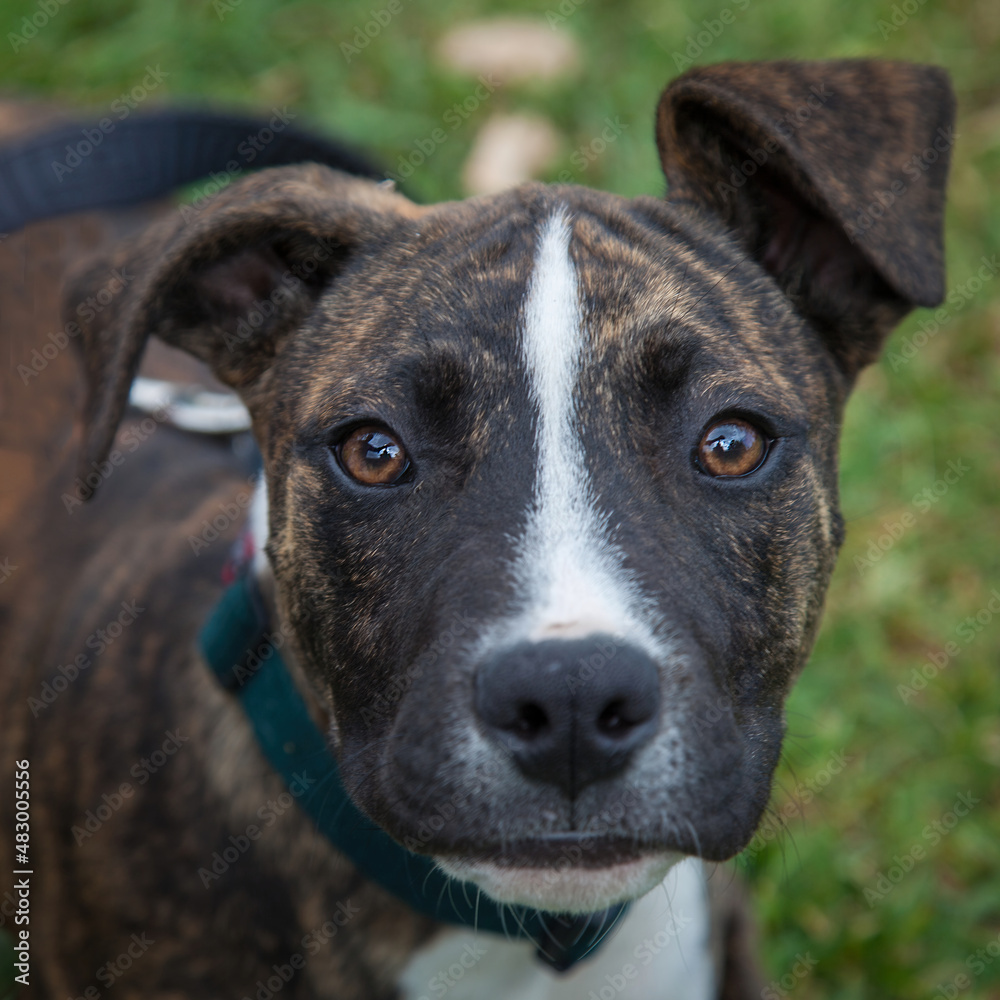 A clean and healthy dog looking to play with anyone who wants to join in. A clean and healthy dog looking to play with anyone who wants to join in.