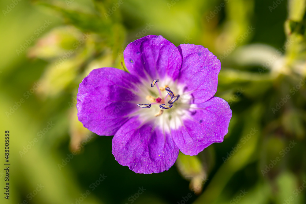 Geranium sylvaticum flower growing in forest, close up Geranium sylvaticum flower growing in forest, close up