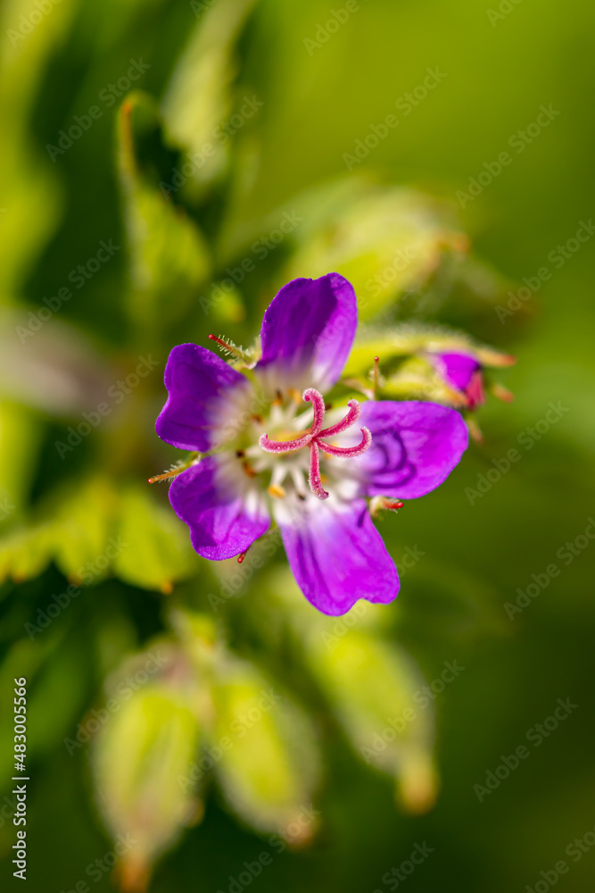 Geranium sylvaticum flower in forest, close up shoot	