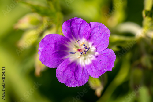 Geranium sylvaticum flower growing in forest, close up 