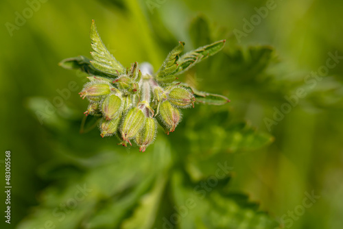 Geranium sylvaticum flower growing in forest, close up shoot 