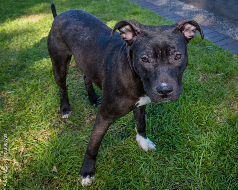 A clean and healthy dog looking to play with anyone who wants to join in.