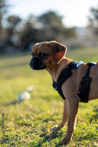 Pug Pugalier puppy at a park as the sun sets