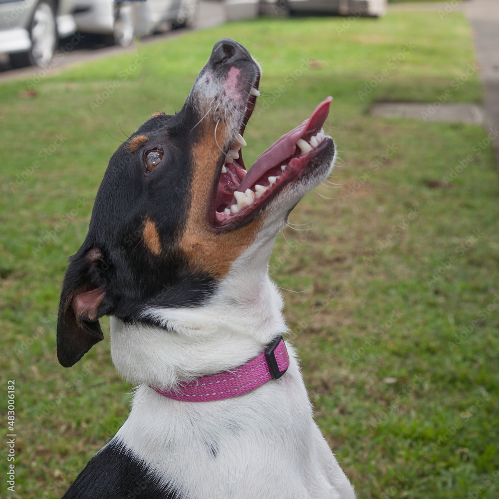 A clean and healthy dog looking to play with anyone who wants to join in. A clean and healthy dog looking to play with anyone who wants to join in.