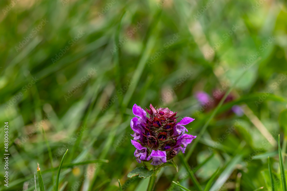 Prunella vulgaris flower in meadow Prunella vulgaris flower in meadow