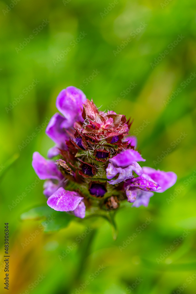 Obraz premium Prunella vulgaris flower in meadow, close up 