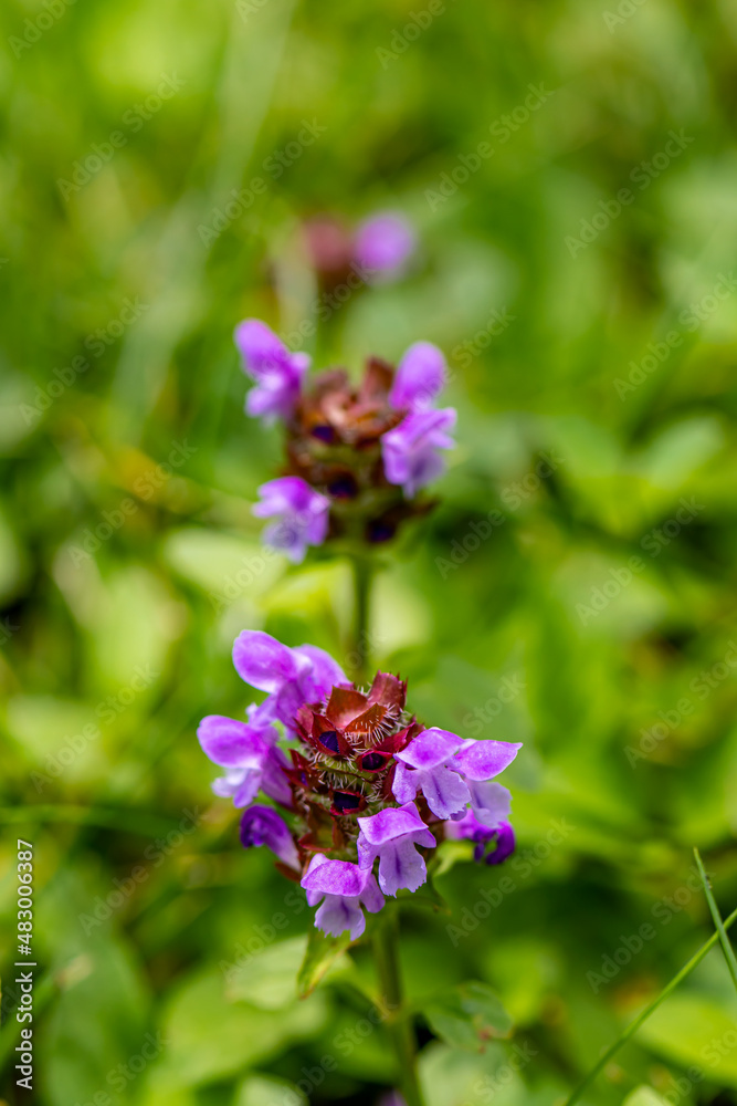 Prunella vulgaris flower growing in meadow, close up shoot Prunella vulgaris flower growing in meadow, close up shoot