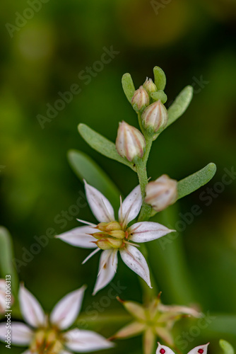 Saxifraga sedoides flower growing in forest, close up