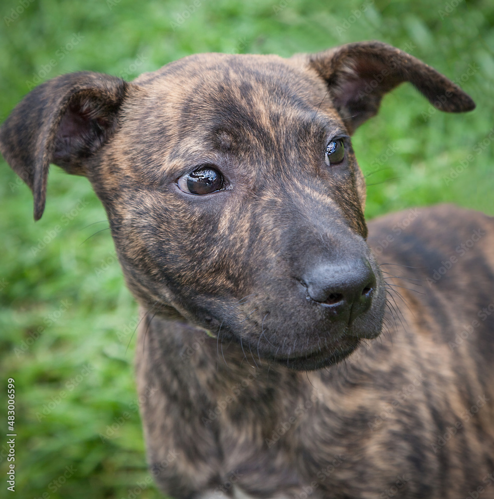A clean and healthy dog looking to play with anyone who wants to join in. A clean and healthy dog looking to play with anyone who wants to join in.