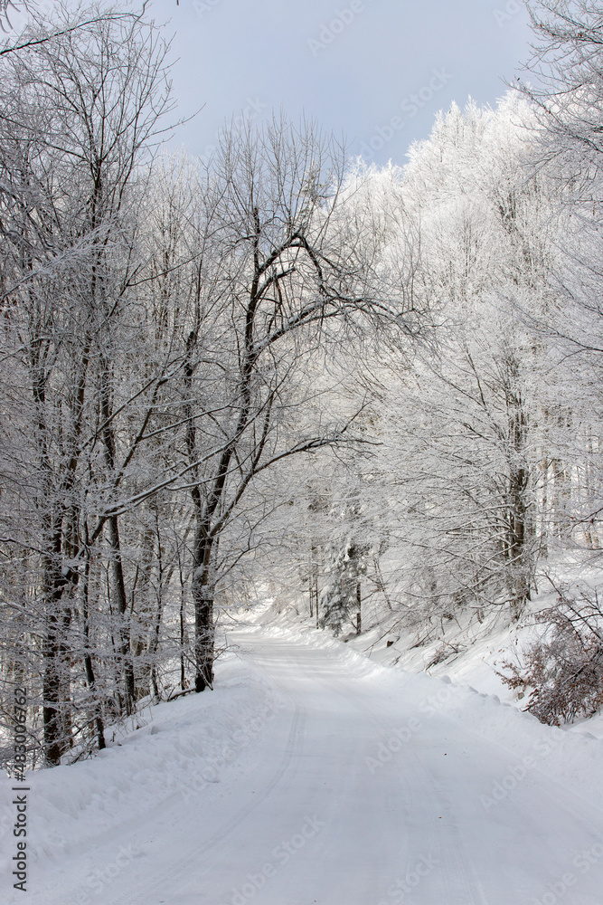 Obraz premium a beautiful landscape on the road through the forest in winter
