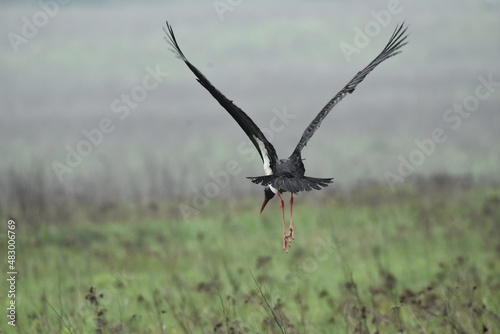 Black stork feeding on a wet meadow. The bird with long legs looks for small mammals and invertebrates.