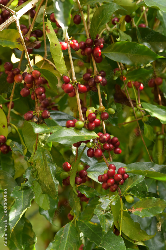 Coffee beans ripening on a tree Coffee beans ripening on a tree