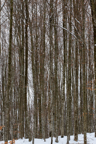 tree stems in winter forest