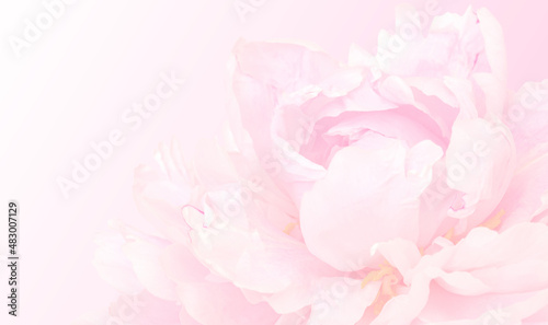 Pink pastel background with peony for design