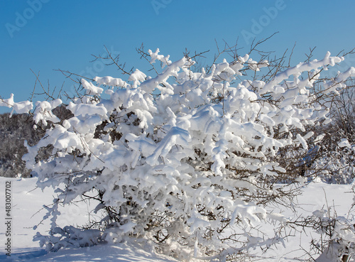 a bush covered with snow