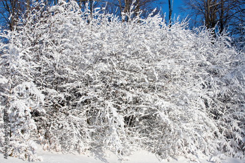 a bush covered with snow